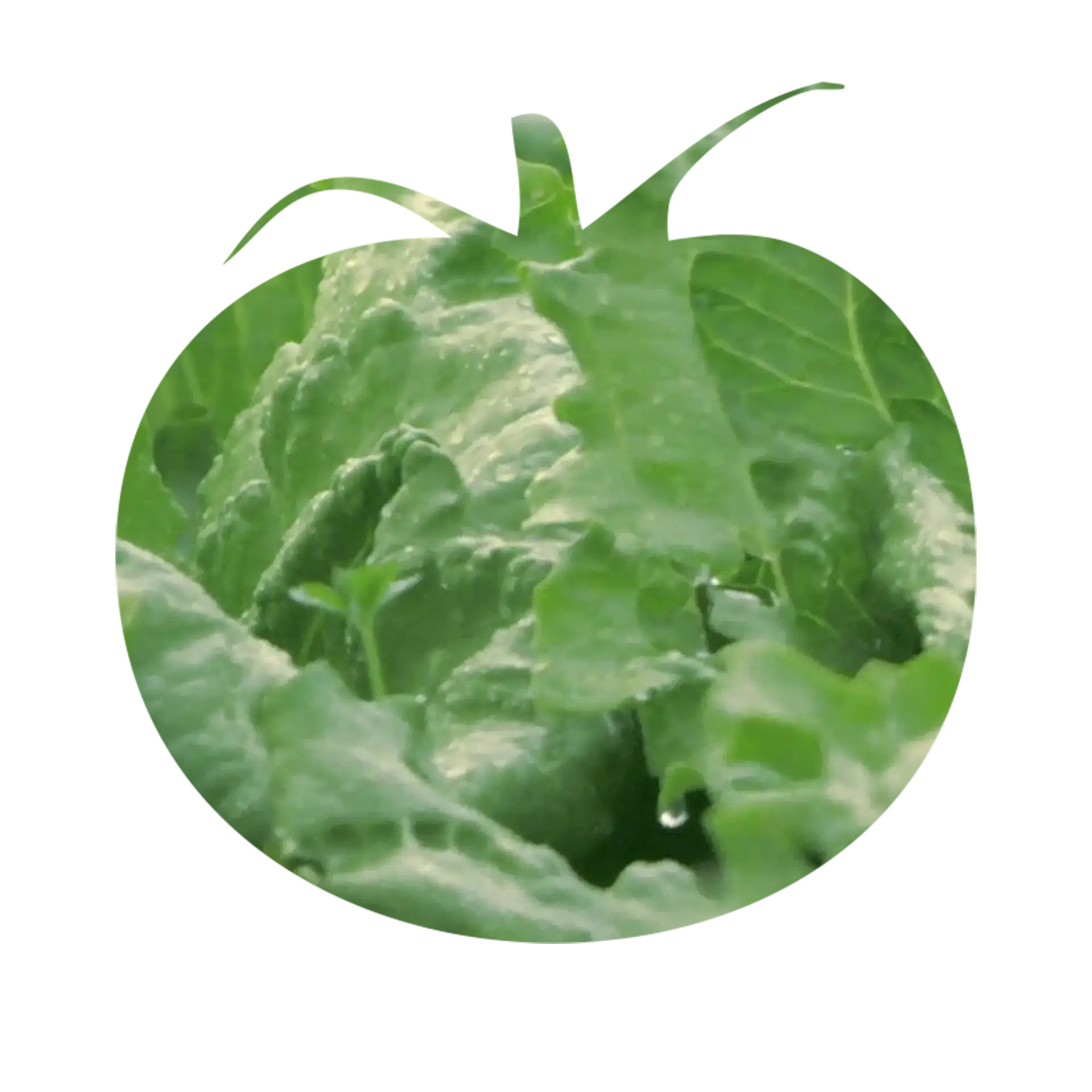 mask-tomato